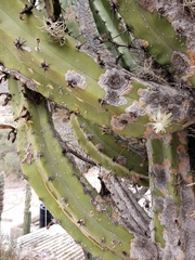 Myrtillocactus