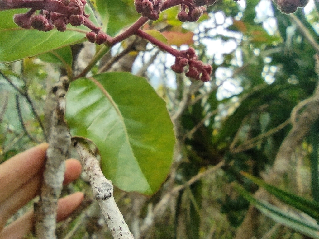 Homalium paniculatum (Homalium paniculatum)