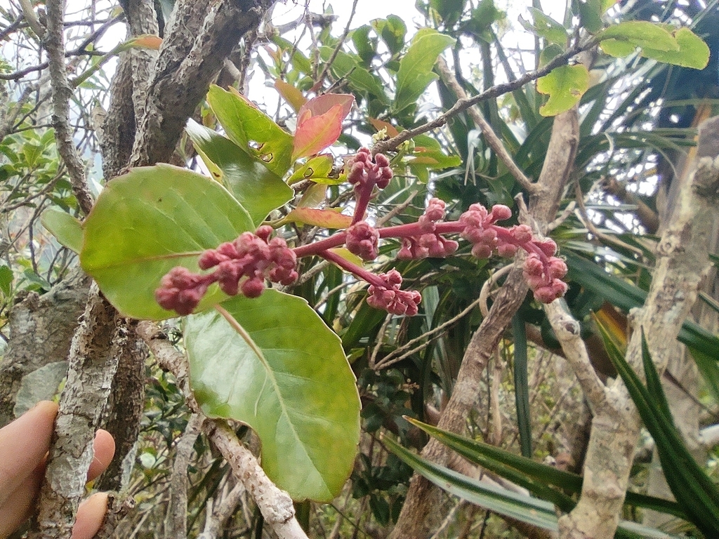 Homalium paniculatum