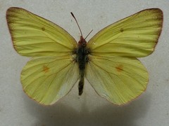 Colias gigantea