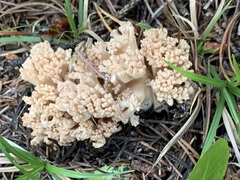 Ramaria acrisiccescens