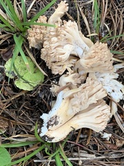 Ramaria acrisiccescens