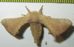 Bombycidae