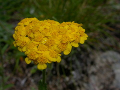 Achillea tomentosa