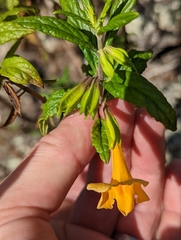 Diplacus aurantiacus