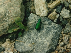 Cicindela denikei