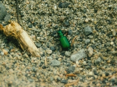 Cicindela denikei
