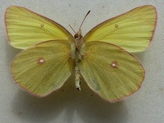Colias gigantea
