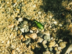 Cicindela denikei