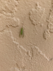 Ceraeochrysa lineaticornis