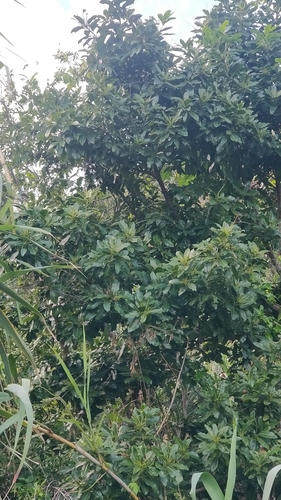 Barbusano