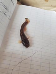 Noturus leptacanthus