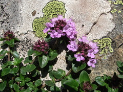 Thymus nummularius