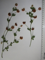 Trifolium hybridum elegans