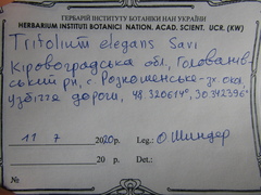 Trifolium hybridum elegans