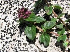 Thymus nummularius