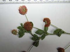 Trifolium hybridum elegans
