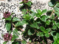 Thymus nummularius