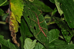 Exocnophila