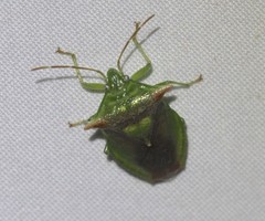 Sastragala versicolor