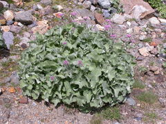 Adenostyles leucophylla