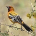 Streak-backed Oriole - Photo (c) FRANCISCO MIGUEL FARRIOLS ESTRADA, some rights reserved (CC BY-NC)