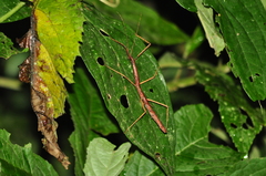 Exocnophila