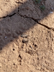 Apleurus lutulentus
