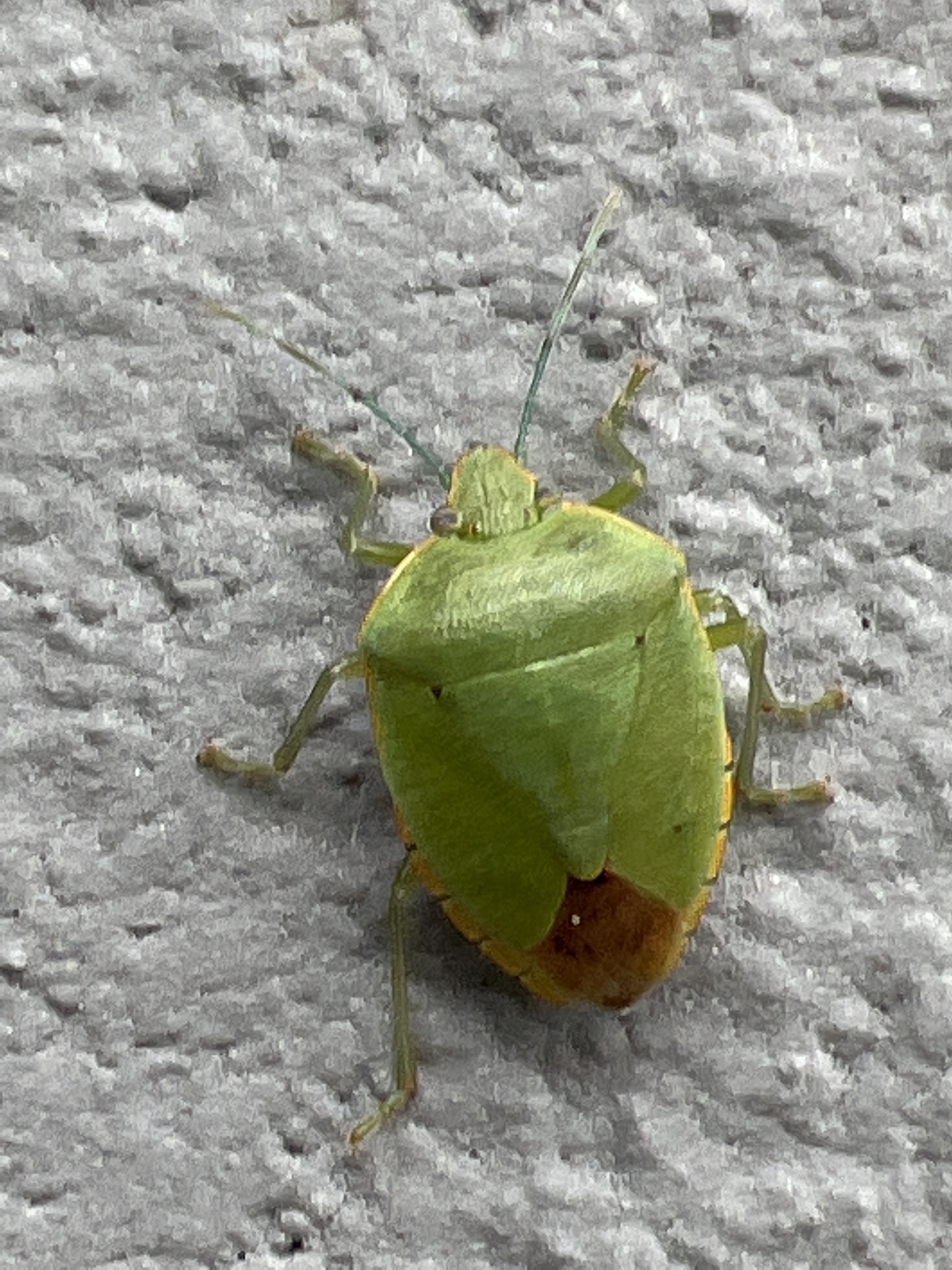 Chinavia impicticornis · iNaturalist