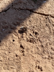 Apleurus lutulentus