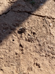 Apleurus lutulentus