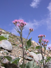 Adenostyles leucophylla