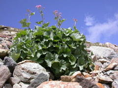 Adenostyles leucophylla