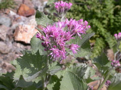 Adenostyles leucophylla