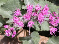 Adenostyles leucophylla