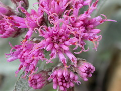 Adenostyles leucophylla