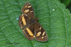Telenassa berenice