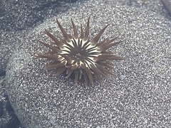 Anemonia sargassensis