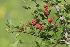 Tetraneura caerulescens