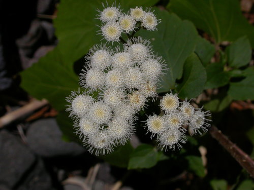 Ageratina adenophora image