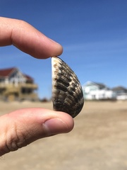 Noetia ponderosa
