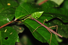 Exocnophila