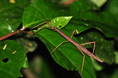 Exocnophila