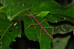 Exocnophila