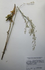 Silene chlorantha