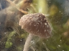 Psathyrella hirta
