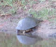 Trachemys ornata