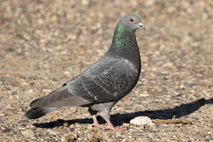 Columba livia