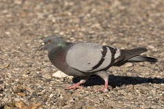 Columba livia
