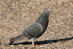 Columba livia